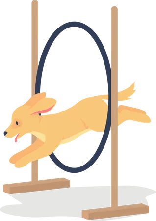 Golden Spaniel Jumping Through Hoop Flat Color Vector Detailed Character Contest For Dogs Training Puppy Animal Competition Isolated Cartoon Illustration For Web Graphic Design And Animation Illustration