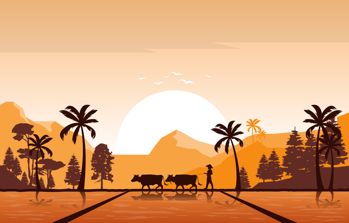 Golden Sunrise in Asian Rice Field  Illustration