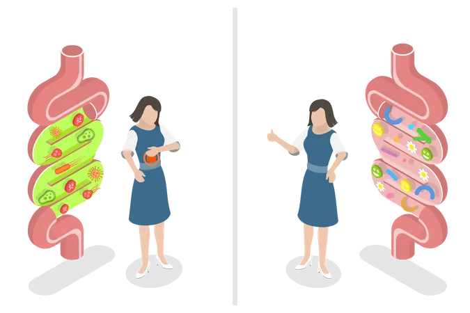 Good Gut Vs Bad Gut  Illustration