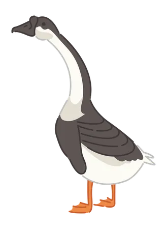 Goose  Illustration
