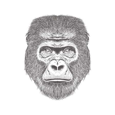 Gorilla Head Illustration