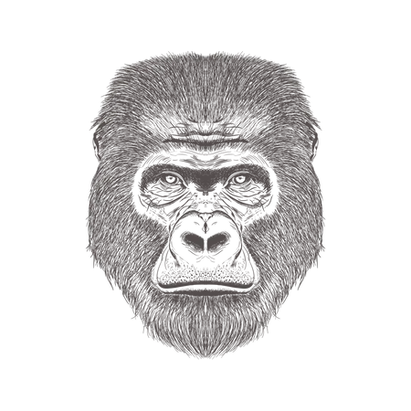 Gorilla Head  Illustration