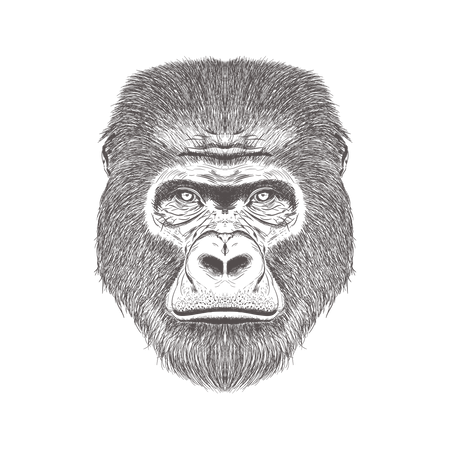 Gorilla Head  Illustration