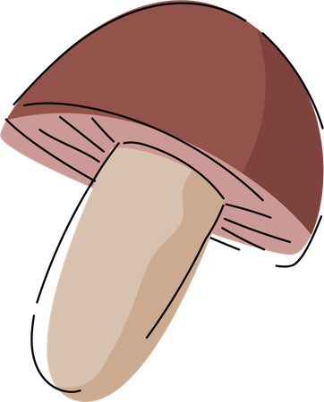 Gourmet Shiitake Mushroom Illustration  Illustration