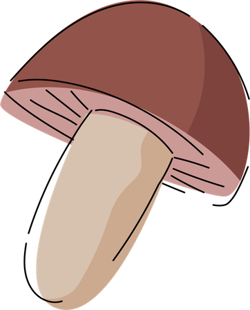 Gourmet Shiitake Mushroom Illustration  イラスト