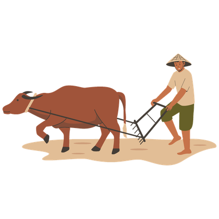 Granjero asiático arando campos de arroz con búfalos  Ilustración