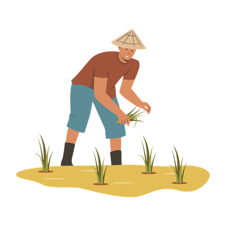 Granjero asiático cultiva arroz  Ilustración