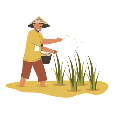 Agricultor asiático sembrando fertilizante en campos de arroz  Ilustración