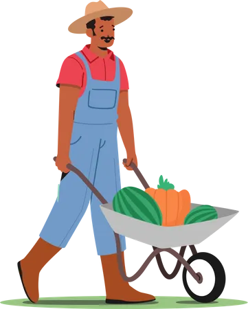 Granjero cosechando frutas maduras  Ilustración