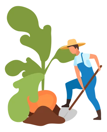 Agricultor haciendo cosecha de tubérculos  Ilustración
