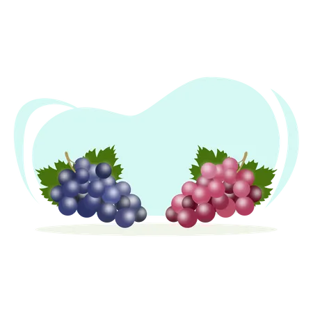 Grape fruit  Illustration