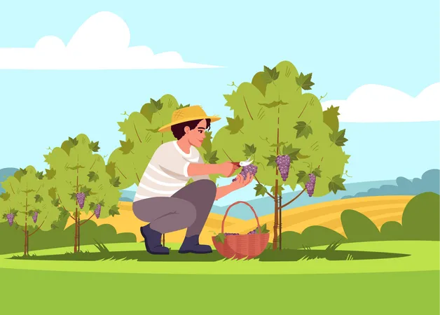 Grapewine Crop Semi Flat Vector Illustration Harvest For Local Winery Production Countryside Plantation Hills Male Farmer Picking Grapes 2 D Cartoon Characters For Commercial Use イラスト