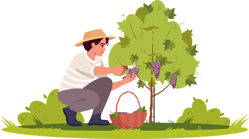 Grapevine Harvesting Illustration