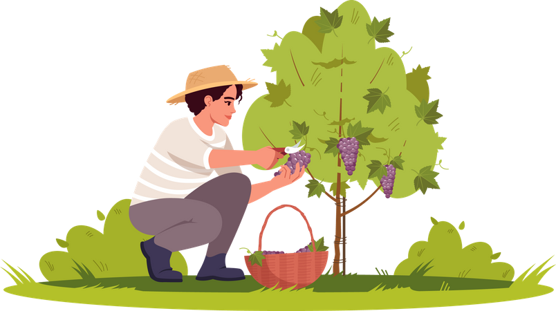 Grapevine Harvesting  Illustration