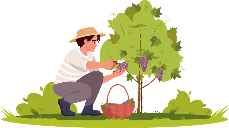 Grapevine Harvesting  Illustration