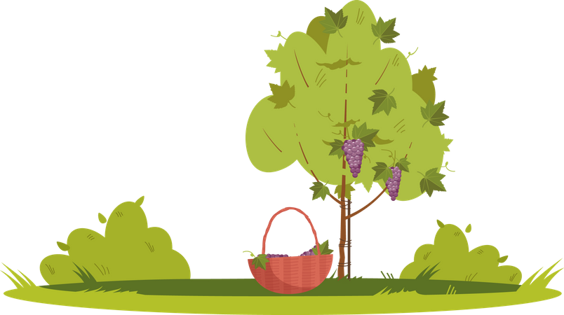 Grapevine Plant Illustration