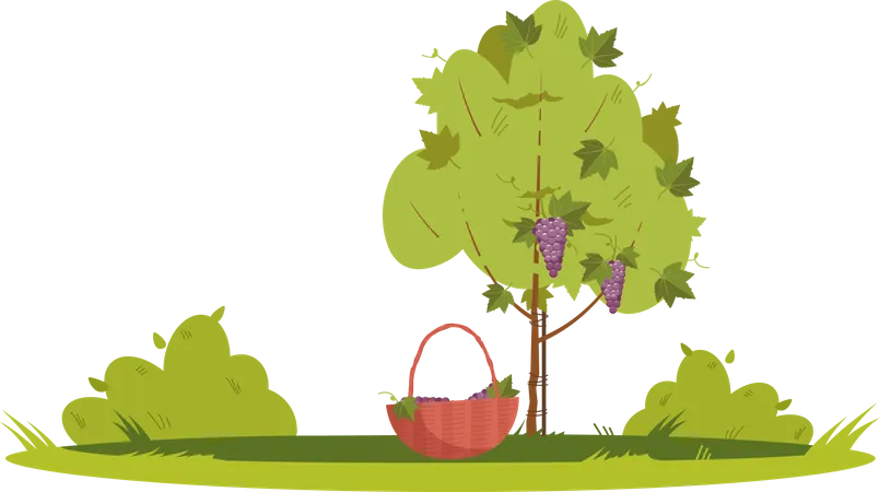 Grapevine Plant Grapevine Crop Grapevine Berry Grapevine Basket Illustration