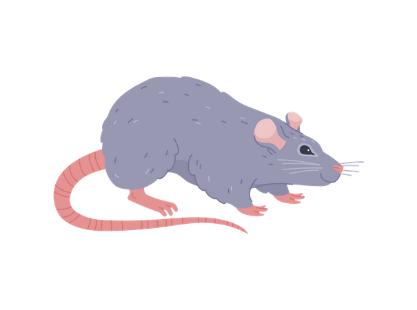 Gray rat  Illustration
