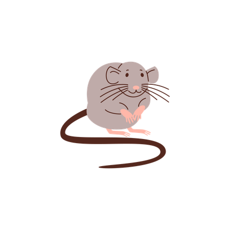 Gray rat  Illustration