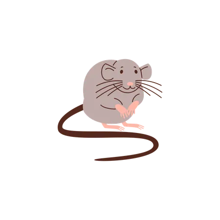 Gray rat  Illustration