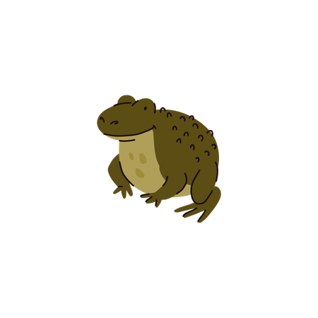 Green Frog Species  Illustration