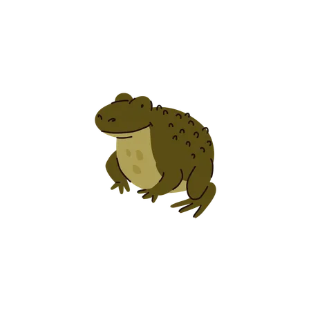 Green Frog Species  Illustration