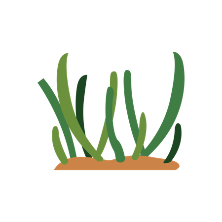 Green Grass  Illustration