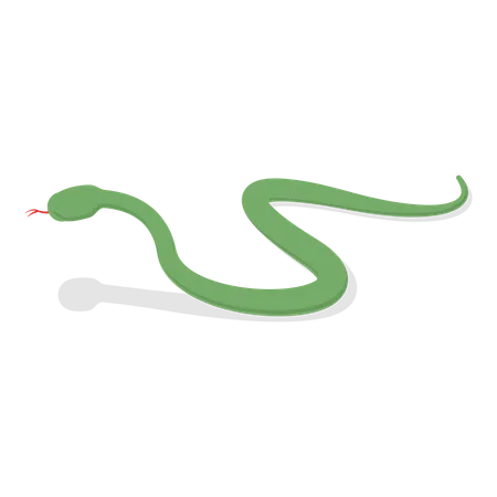 Green snake  Illustration