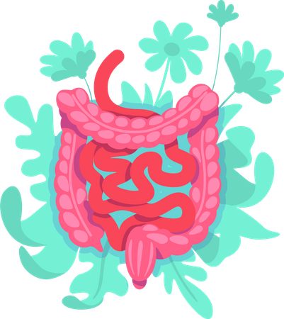 Gros intestin  Illustration