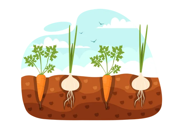 Growing Vegetables Illustration  Illustration