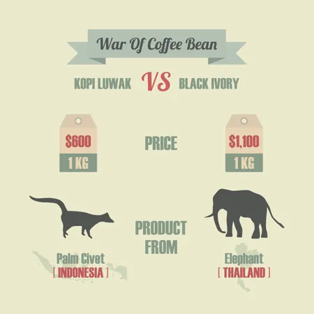 Guerra dei chicchi di caffè, Kopi Luwak VS Black Ivory, il caffè più costoso del mondo  Illustration