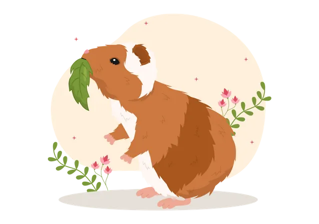 Guinea Pig  Illustration