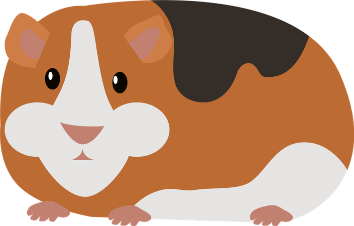 Guinea Pig  Illustration