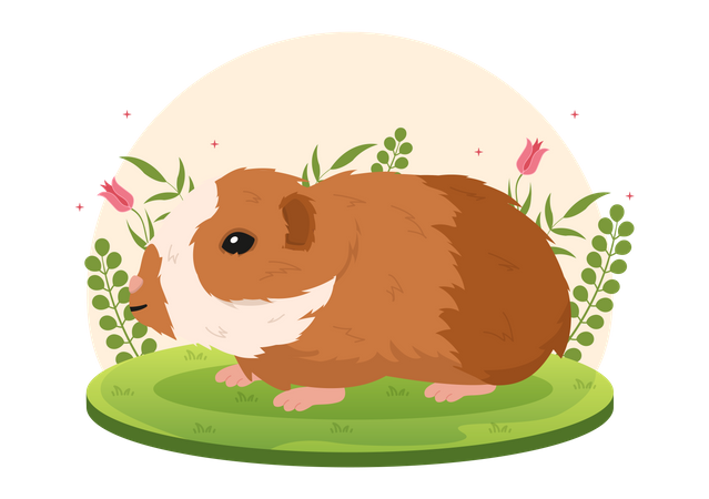 Guinea Pig  Illustration