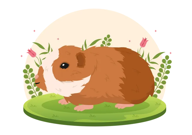 Guinea Pig  Illustration