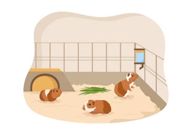 Guinea pig pets in captive  Illustration