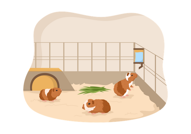 Guinea pig pets in captive  Illustration