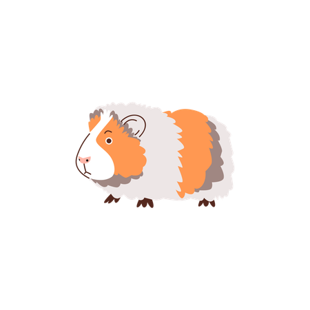 Guinepig, Cute fluffy fat pet  Illustration