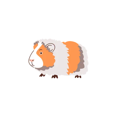 Guinepig, Cute fluffy fat pet  Illustration