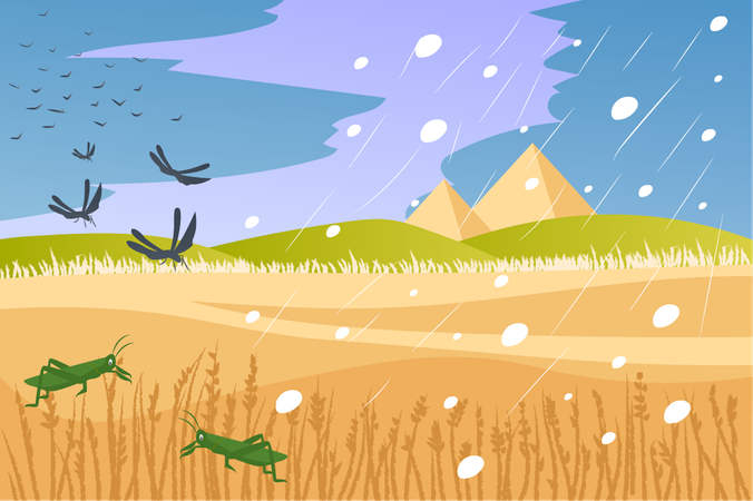 Hail and swarming locusts  Illustration