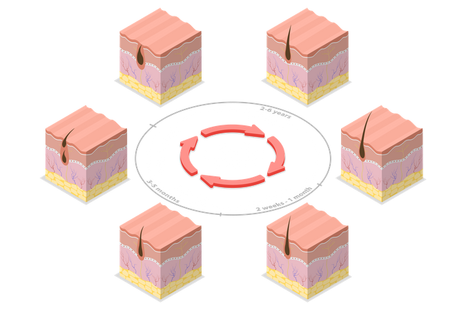 Hair Growth Cycle  Illustration