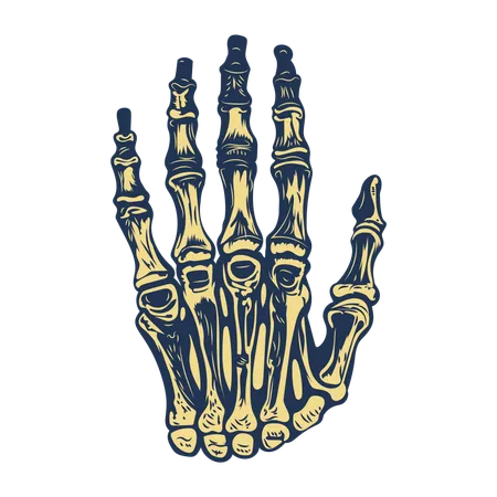 Hand Bones  Illustration