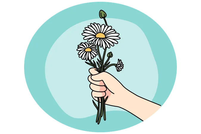 Hand holding daisies bouquet  Illustration