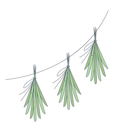 Hanging herb bundles for drying  Illustration
