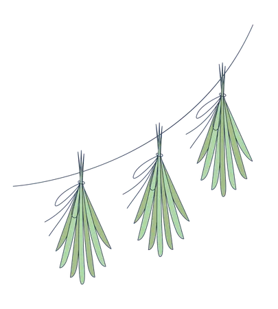Hanging herb bundles for drying  Illustration