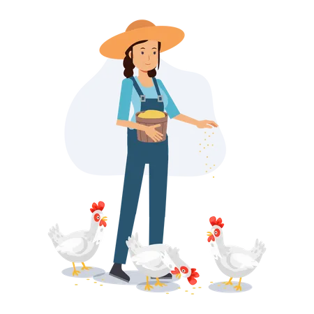 Agriculture Concept A Happy Female Farmer Is Feeding Chicken Flat Vector 2 D Cartoon Character Illustration Illustration