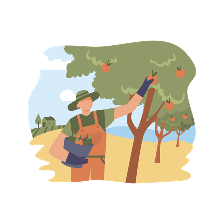 Happy man farmer picking apples in basket  Illustration