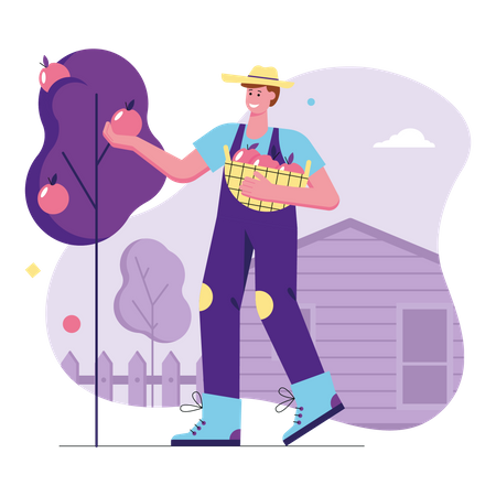 Happy man farmer picking apples in basket  Illustration