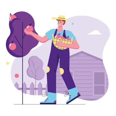 Happy man farmer picking apples in basket  Illustration