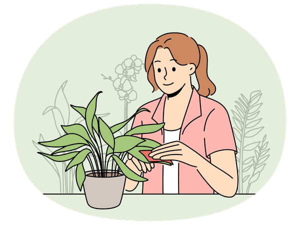 Happy woman clean leaves of houseplant  Illustration